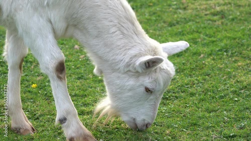 Close up of a white Billy Goat grazing in a field