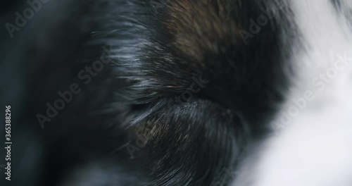 Close up shot of a dreaming dog. Dog's eyes flickr in rem phase of sleep. Static close up shot.