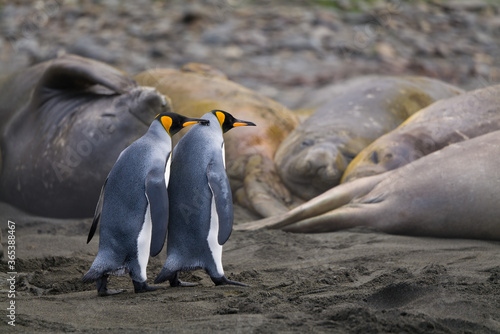 King Penguin colony, Saint Andrews Bay, South Georgia 