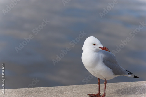 Calm Seagull Against Blurry River Background