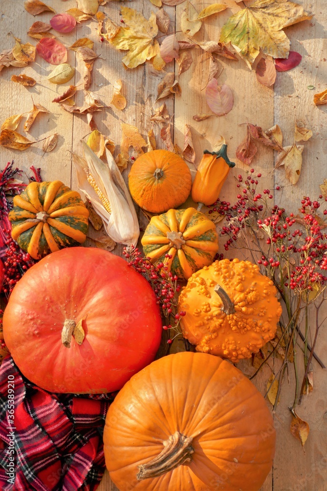 Thanksgiving day. Halloween.Autumn season. Pumpkins assortment set, red checkered scarf, corn and autumn yellow leaves on a wooden table.Farm autumn pumpkin market.Autumn time	