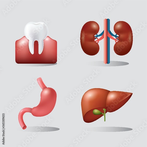 set of human organs
