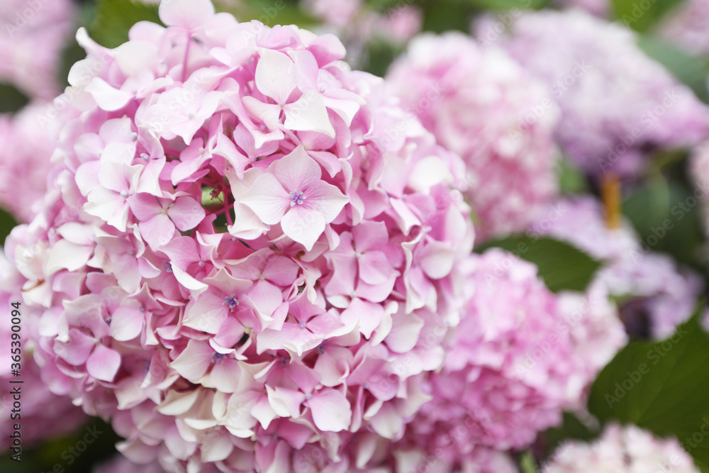 Fototapeta premium colorful hydrangea in a park
