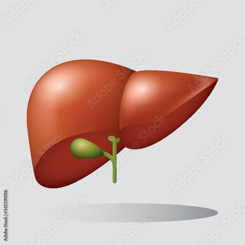 human liver