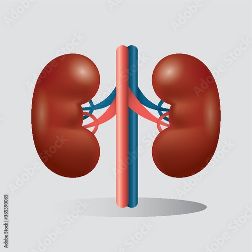 human kidneys