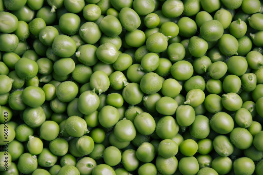 Green pea background. Pea freshly picked. Organic peas pods. Fresh vegetables. Healthy eating. Countryside garden harvest. Green pea background. Pea freshly picked. Organic peas pods. Fresh vegetables. Healthy eating. Countryside garden harvest.