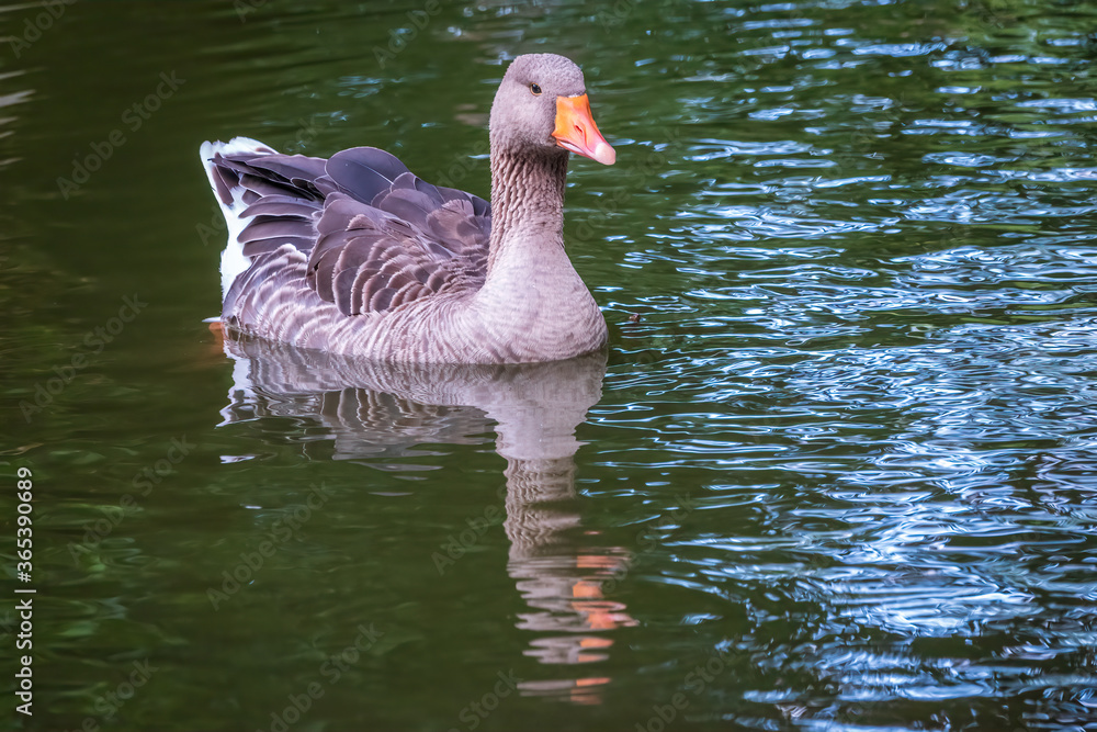 Wild gray goose swims in a lake with green water. Wild gray goose swims in a lake with green water.