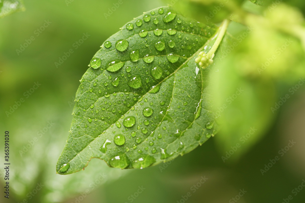 Fototapeta premium drop of water on the leaves