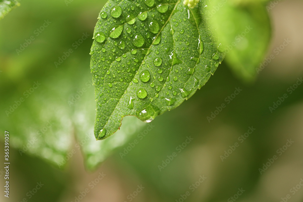 drop of water on the leaves drop of water on the leaves