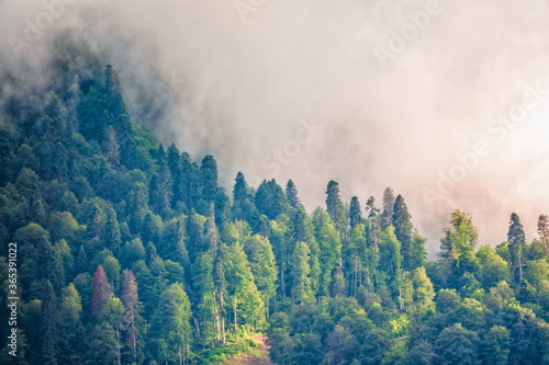 High mountain with green slopes hidden in clouds and fog. Mystical forest on a mountainside in heavy fog. © Dmitrii Potashkin