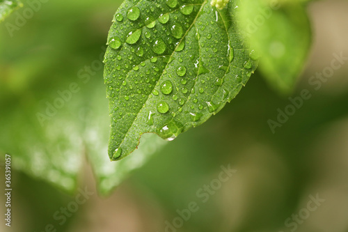 drop of water on the leaves © Kyle Lee