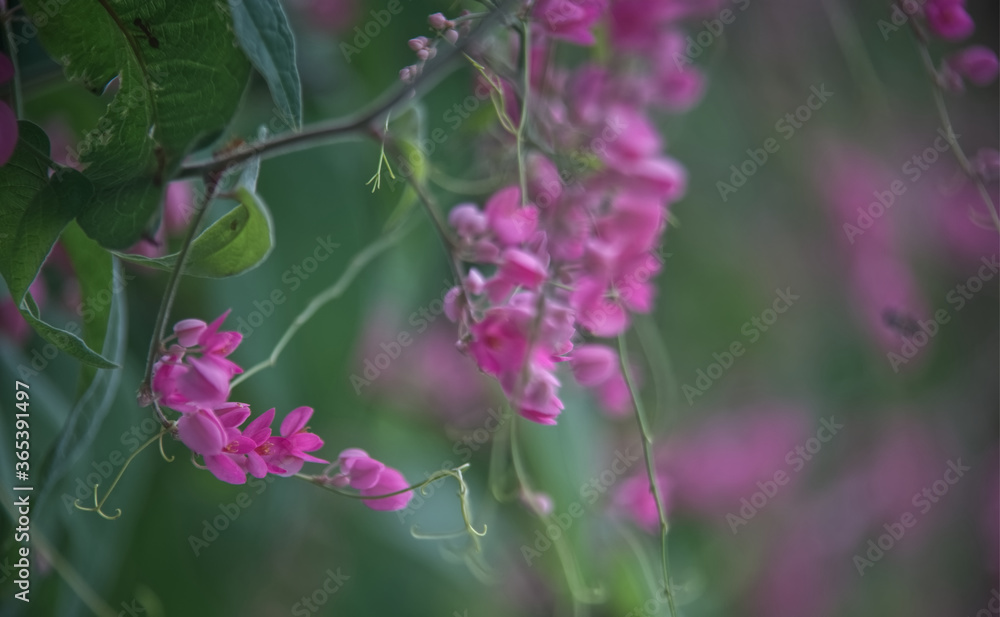 Pink Mexican creeper flower bunch with green blur background Pink Mexican creeper flower bunch with green blur background