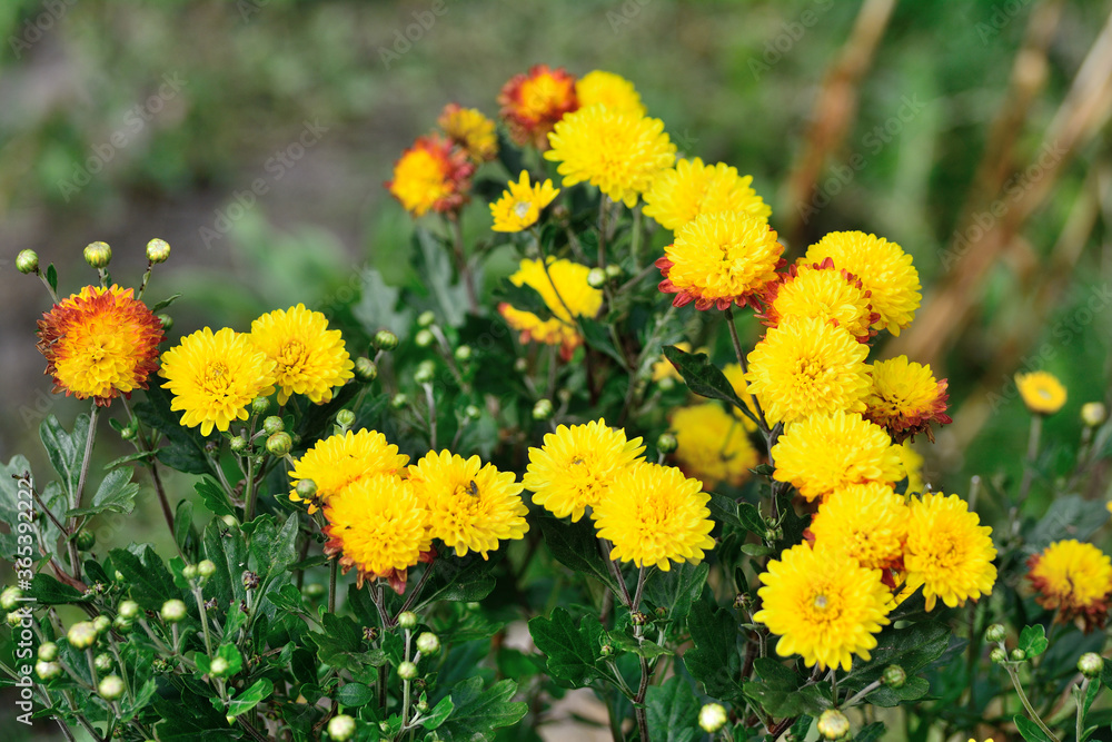 Yellow hrezantemy with lots of flowers Yellow hrezantemy with lots of flowers