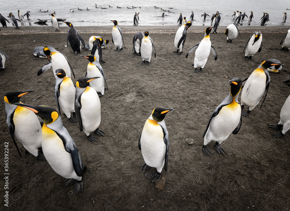 Fototapeta premium King Penguin colony, Saint Andrews Bay, South Georgia 