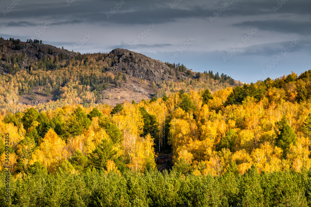 Golden colors of an autumn forest in the mountains on a cloudy day