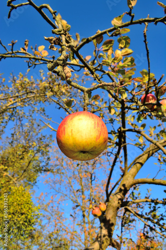 Ripe juicy apples on a branch in the garden