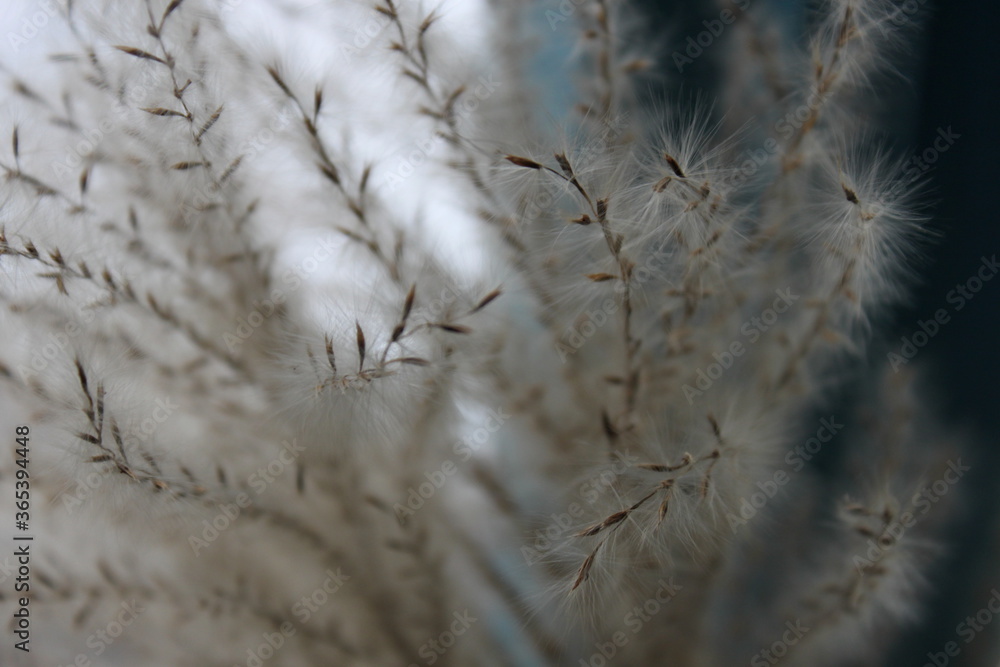 Obraz premium dry fluffy grass and flowers on a blue background on an autumn day