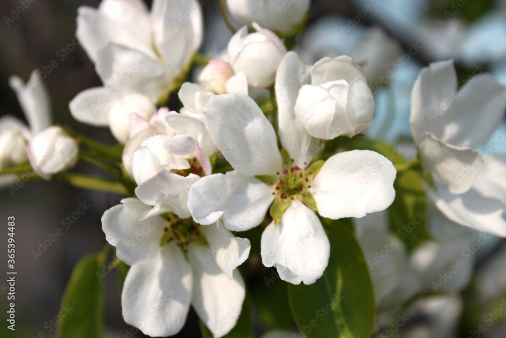 white flowers and buds pear or apple in spring white flowers and buds pear or apple in spring