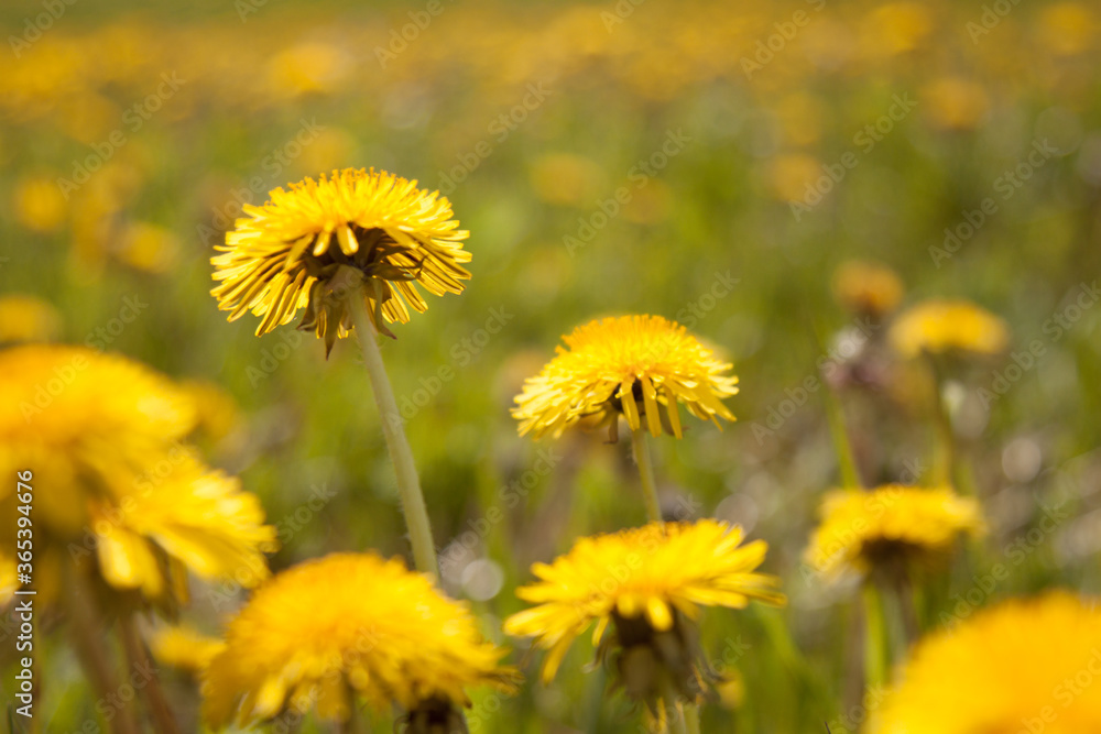 yellow dandelions on the field blue sky and serenity