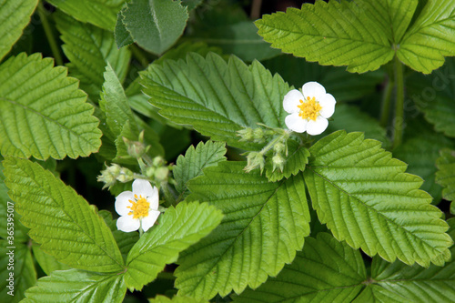 white flowers strawberry berries with green leaves