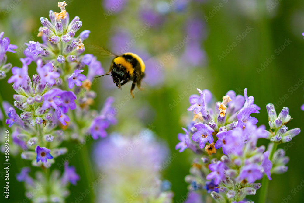 insects on purple lavender flower collecting pollen insects on purple lavender flower collecting pollen