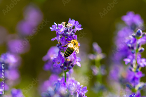 insects on purple lavender flower collecting pollen