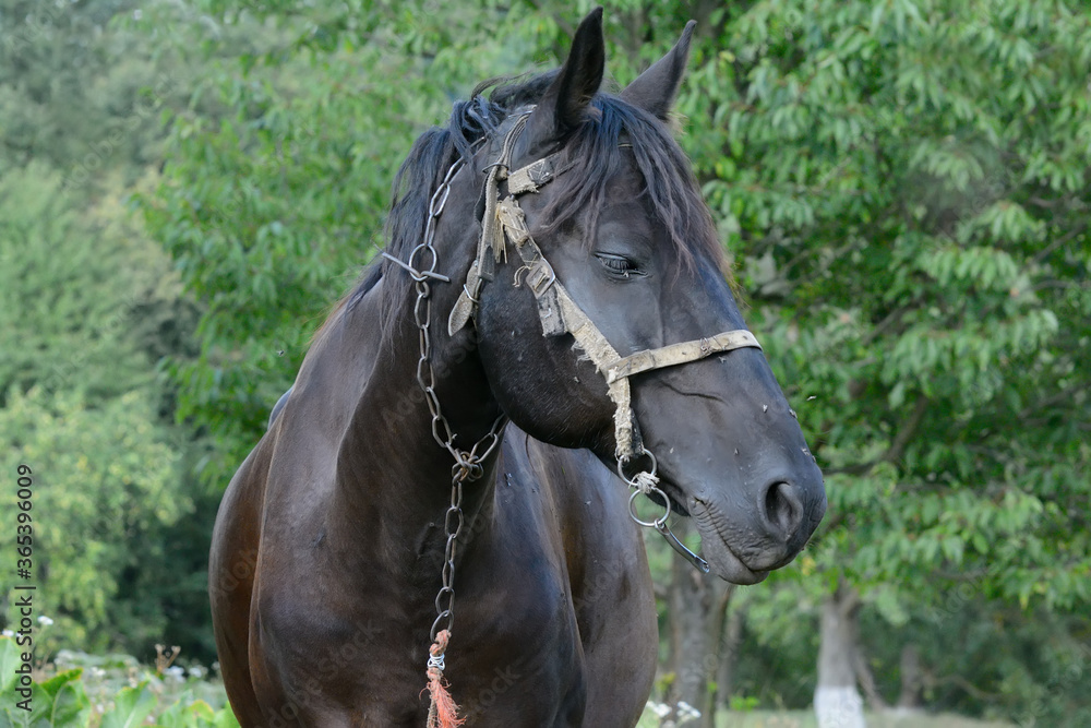 Black horse in the pasture stands Black horse in the pasture stands