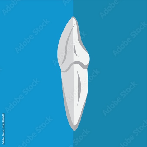 canine tooth