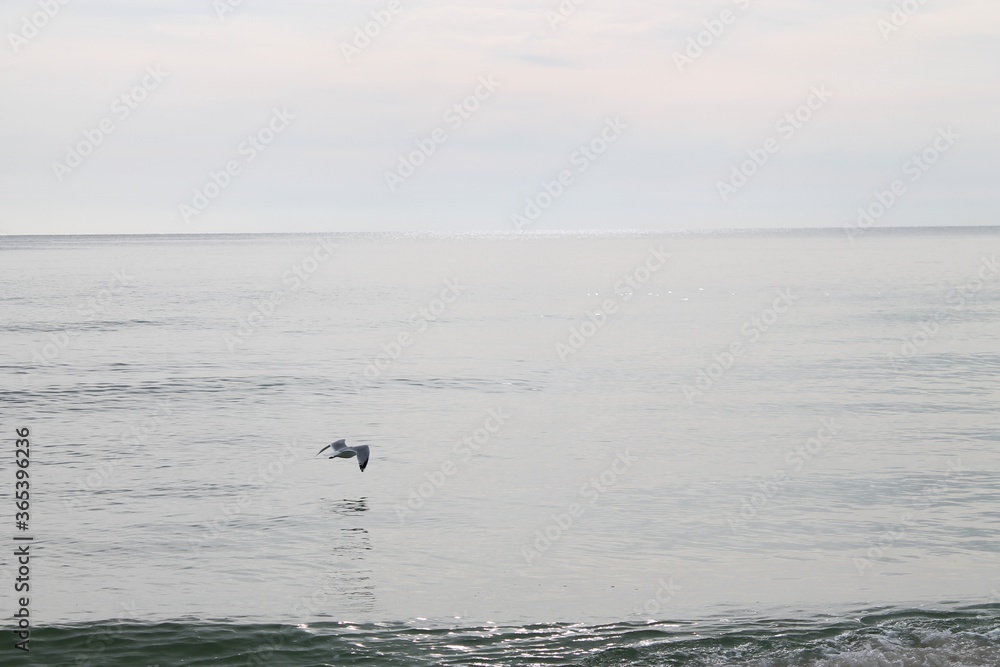 Fototapeta premium seagulls on the beach mid flight over the ocean