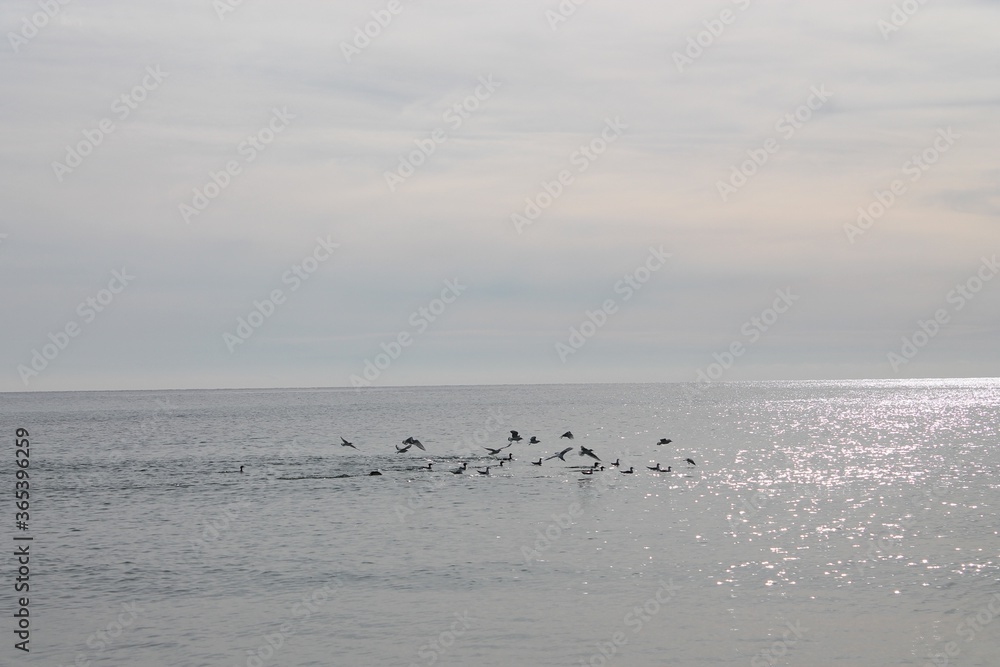 seagulls on the beach mid flight over the ocean seagulls on the beach mid flight over the ocean