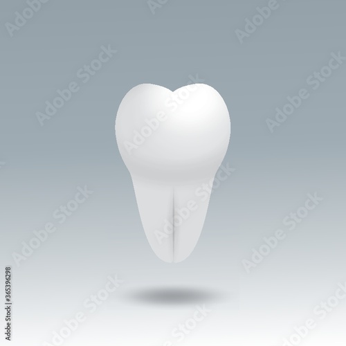molar tooth