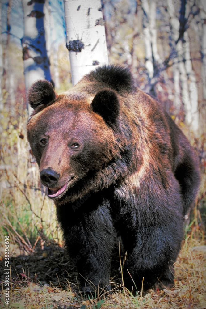Grizzly bear in the forest walking towards camera. Grizzly bear in the forest walking towards camera.