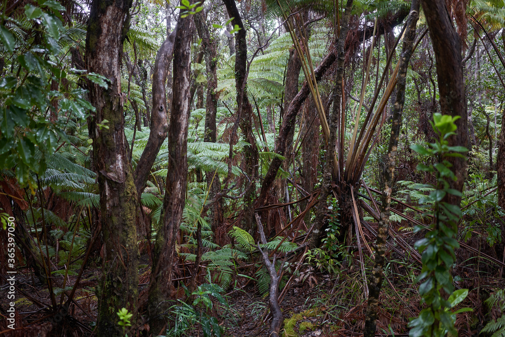 Wet and lush foliage in a tropical rainforest in Hawaii Volcanoes National Park. Wet and lush foliage in a tropical rainforest in Hawaii Volcanoes National Park.