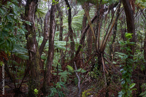 Wet and lush foliage in a tropical rainforest in Hawaii Volcanoes National Park. © Tada Images