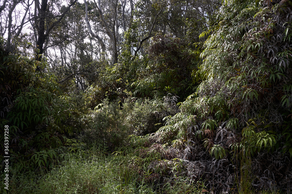 Lush and overgrown foliage in a tropical rainforest in Hawaii Volcanoes National Park. Lush and overgrown foliage in a tropical rainforest in Hawaii Volcanoes National Park.