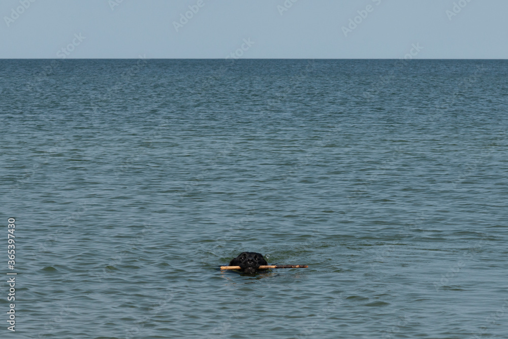 Fototapeta premium Black labrador swimming with a stick. Dog returns the stick thrown by the owner.