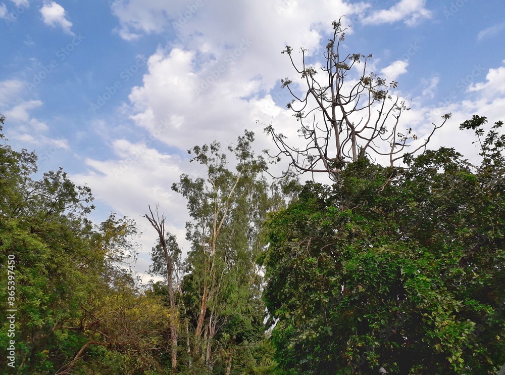 Obraz premium Tree and sky