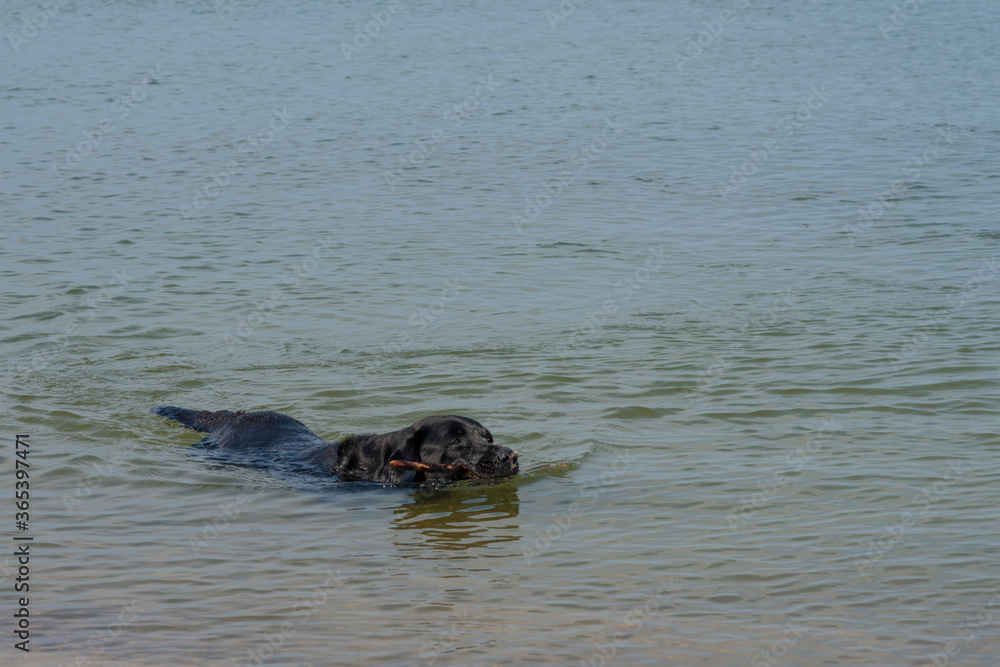 Fototapeta premium Black labrador floats with a stick. Dog returns the stick thrown by the owner.