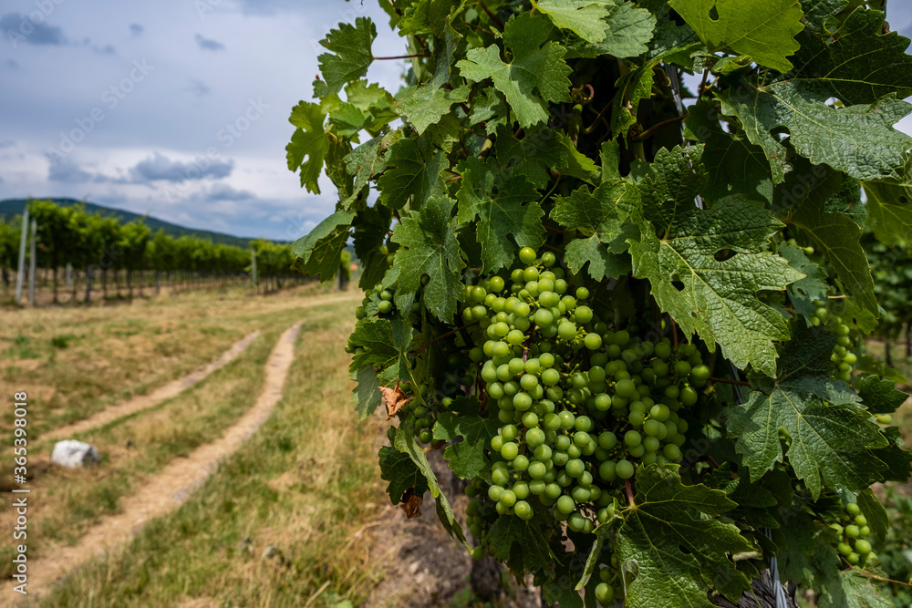 green vineyards landscape 