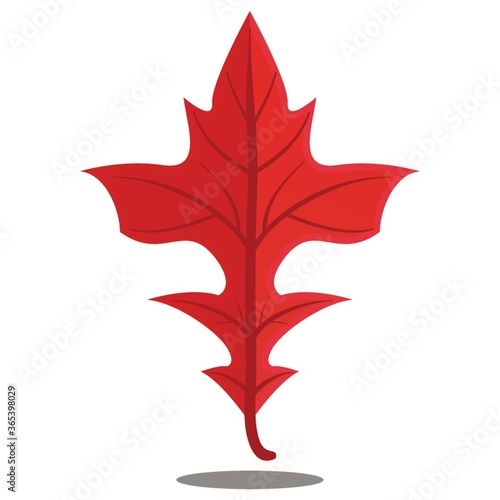 red autumn leaf