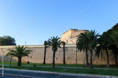 Green tree with the Cartagena city fortress wall on the background