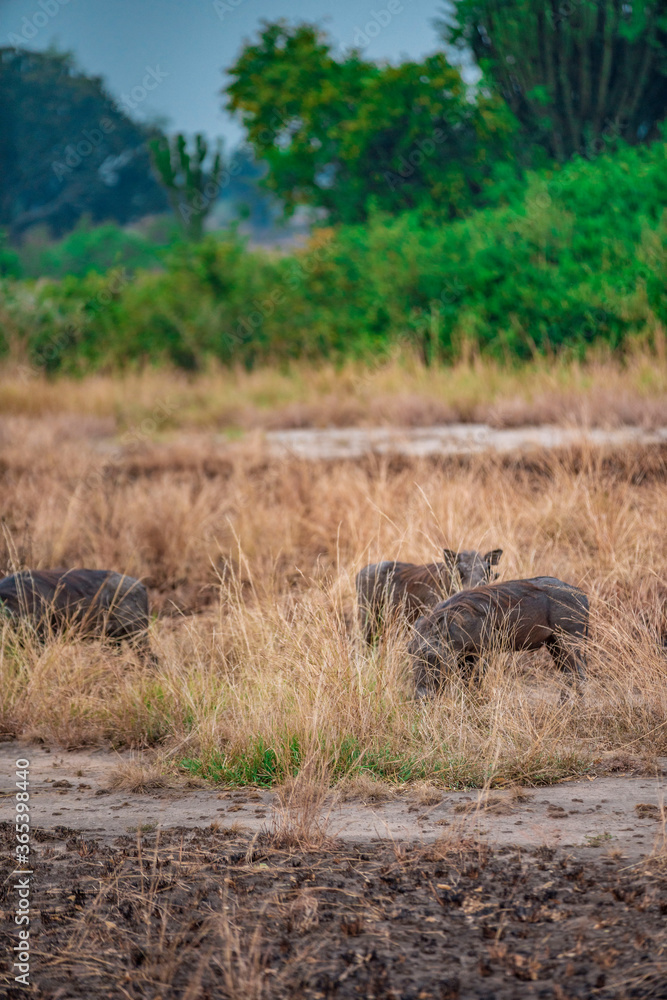 warthog in the filed 