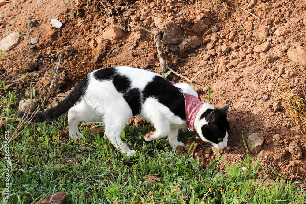 Curious black and white cat explore the outdoor territory Curious black and white cat explore the outdoor territory