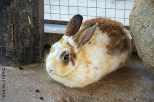 Bunny rabbit sitting in front of the rabbit barn.