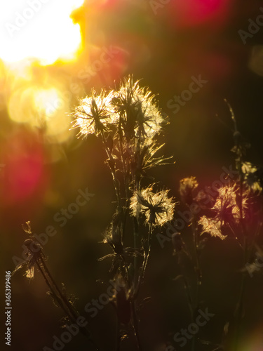 Silhouette of a beautiful flower