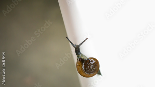 A macro shot of a snail on surface for any project use 
