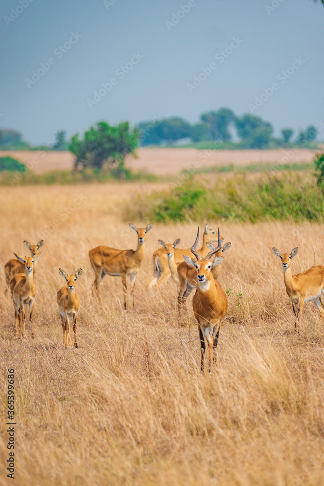 antelope in the wild antelope in the wild