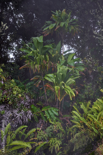 Misty tropical foliage alongside the steam vents, which generate hot atmospheric water vapor, in Hawaii Volcanoes National Park on the Big Island.