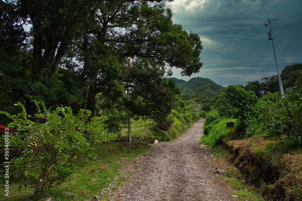 Fototapeta premium path in the park