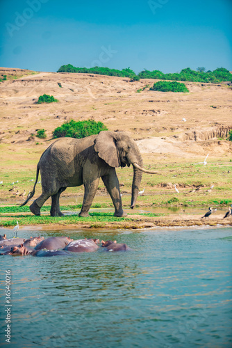 Photography elephant